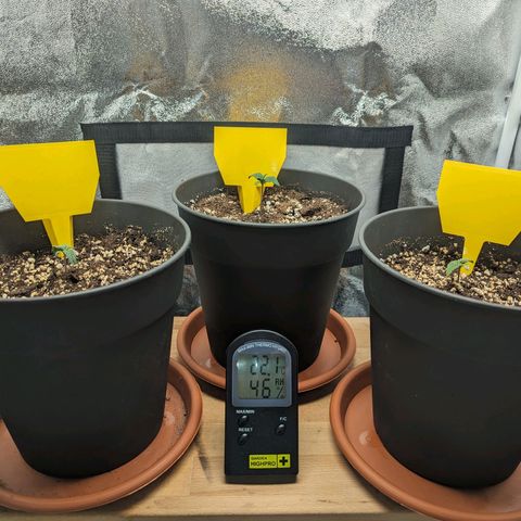 NYC Diesel x Sour Diesel growlog timeline photo