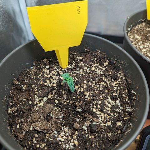 NYC Diesel x Sour Diesel growlog timeline photo