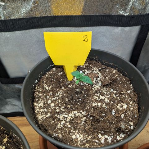 NYC Diesel x Sour Diesel growlog timeline photo