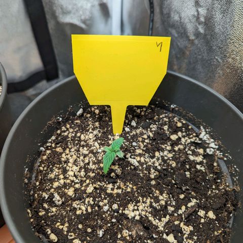 NYC Diesel x Sour Diesel growlog timeline photo