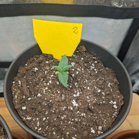 NYC Diesel x Sour Diesel growlog timeline photo