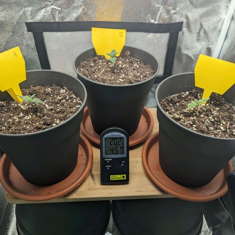 NYC Diesel x Sour Diesel growlog timeline photo