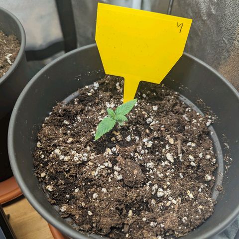 NYC Diesel x Sour Diesel growlog timeline photo