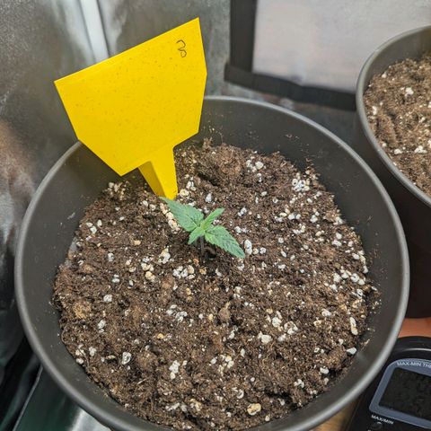 NYC Diesel x Sour Diesel growlog timeline photo
