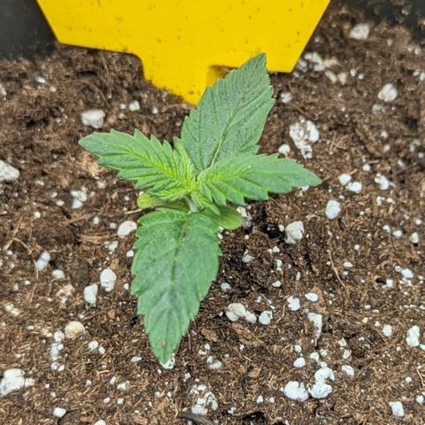 NYC Diesel x Sour Diesel growlog timeline photo