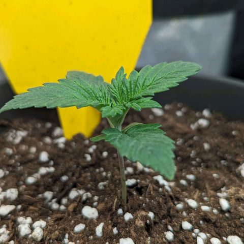 NYC Diesel x Sour Diesel growlog timeline photo