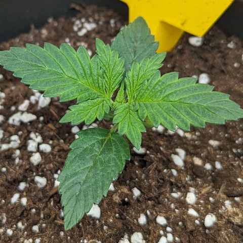NYC Diesel x Sour Diesel growlog timeline photo