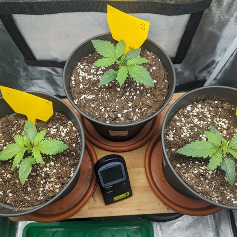 NYC Diesel x Sour Diesel growlog timeline photo