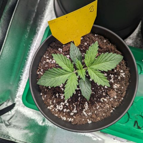 NYC Diesel x Sour Diesel growlog timeline photo
