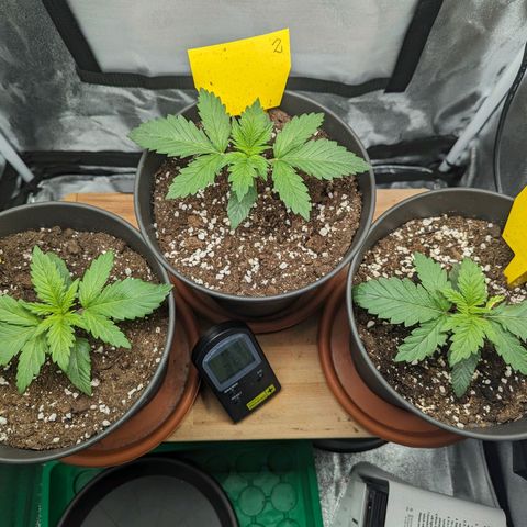 NYC Diesel x Sour Diesel growlog timeline photo