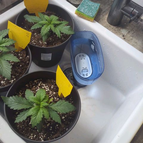 NYC Diesel x Sour Diesel growlog timeline photo