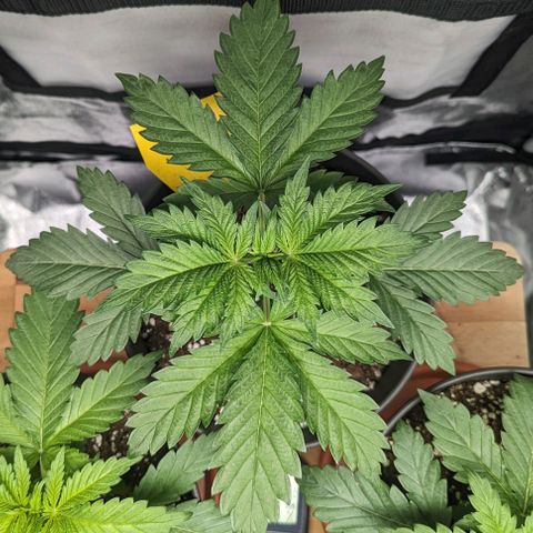NYC Diesel x Sour Diesel growlog timeline photo