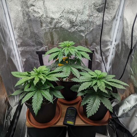 NYC Diesel x Sour Diesel growlog timeline photo