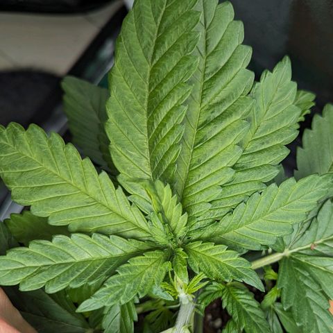 NYC Diesel x Sour Diesel growlog photo: Mutations in this leave