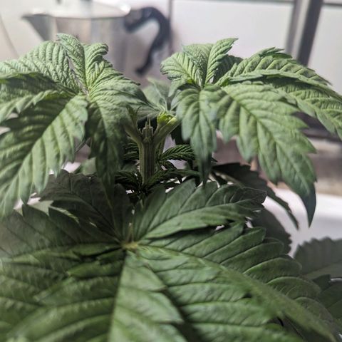 NYC Diesel x Sour Diesel growlog photo: Topped my biggest plant measuring 20cm right now. Other 2 plants are about 13 cm tall so i Hope they will Level and get about the Same height later