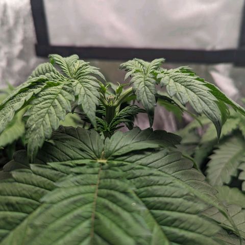 NYC Diesel x Sour Diesel growlog timeline photo