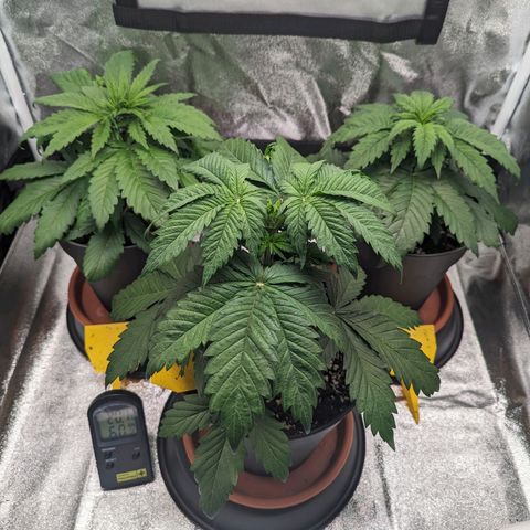 NYC Diesel x Sour Diesel growlog photo: Slowly outgrowing their pods. I'll wait until the topped plant (in the Front) recovers from the topping Stress and then i'll Check the roots and maybe retop in Like 1 week
