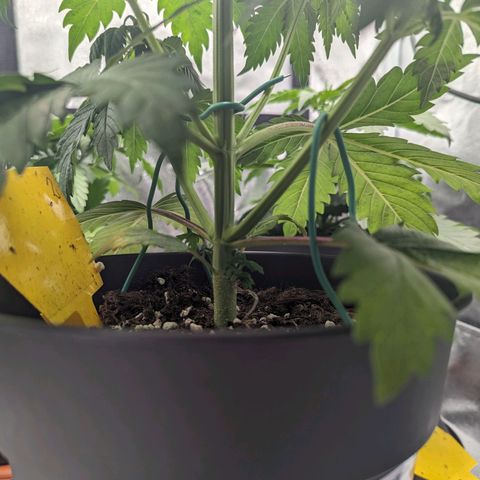 NYC Diesel x Sour Diesel growlog photo: LST mainly in the topped plant 