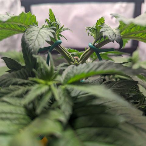 NYC Diesel x Sour Diesel growlog photo: LST mainly in the topped plant 
