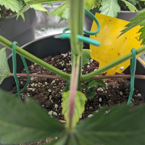 NYC Diesel x Sour Diesel growlog photo: LST mainly in the topped plant 