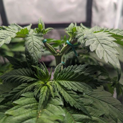 NYC Diesel x Sour Diesel growlog timeline photo