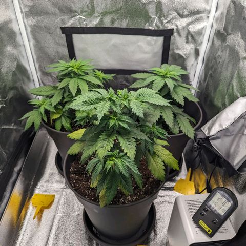 NYC Diesel x Sour Diesel growlog timeline photo