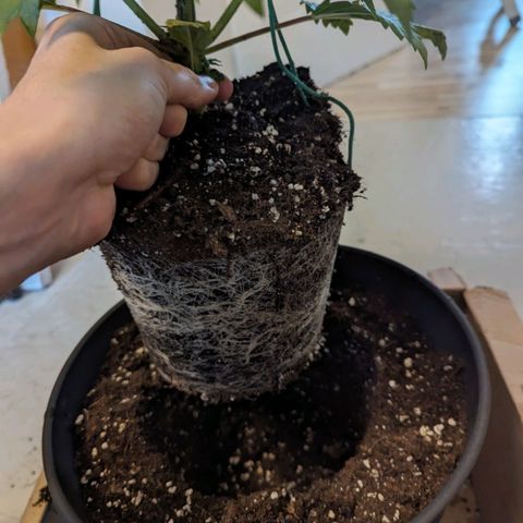 NYC Diesel x Sour Diesel growlog timeline photo