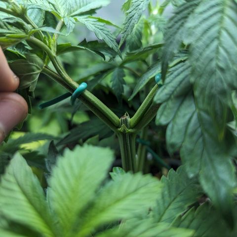 NYC Diesel x Sour Diesel growlog timeline photo