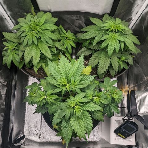 NYC Diesel x Sour Diesel growlog timeline photo