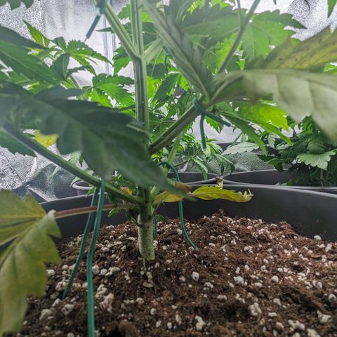 NYC Diesel x Sour Diesel growlog timeline photo