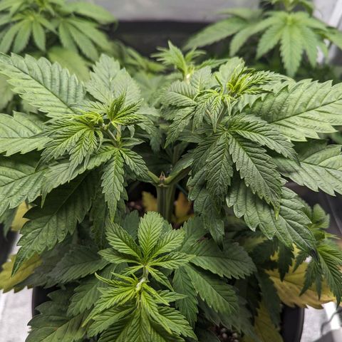 NYC Diesel x Sour Diesel growlog timeline photo