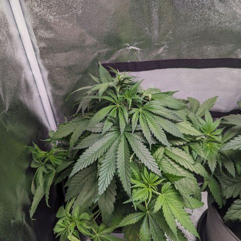 NYC Diesel x Sour Diesel growlog photo: This plant (Back left) seems to have topped itself. Also has a Mutation where one node below the topping only 1 stick grows instead of 2 Like normaly. This Stick grew upwards and now became the 2nd Mainstick 