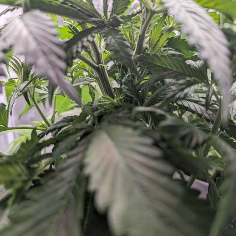 NYC Diesel x Sour Diesel growlog photo: This plant (Back left) seems to have topped itself. Also has a Mutation where one node below the topping only 1 stick grows instead of 2 Like normaly. This Stick grew upwards and now became the 2nd Mainstick 