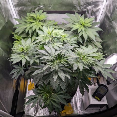 NYC Diesel x Sour Diesel growlog timeline photo