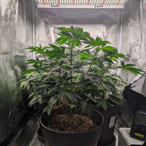 NYC Diesel x Sour Diesel growlog timeline photo