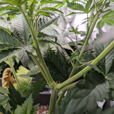 NYC Diesel x Sour Diesel growlog timeline photo