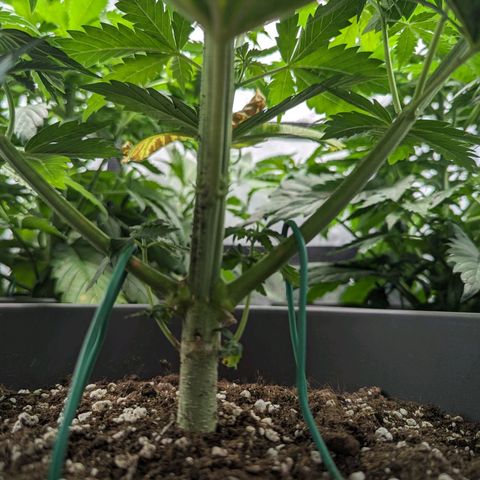 NYC Diesel x Sour Diesel growlog timeline photo