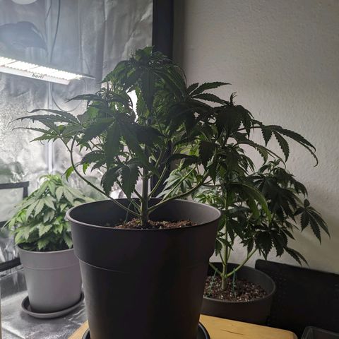 NYC Diesel x Sour Diesel growlog photo: Some defoliation