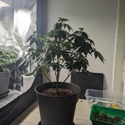 NYC Diesel x Sour Diesel growlog photo: Some defoliation