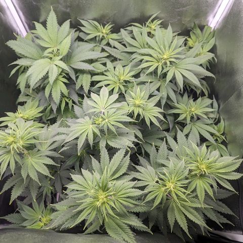 NYC Diesel x Sour Diesel growlog timeline photo