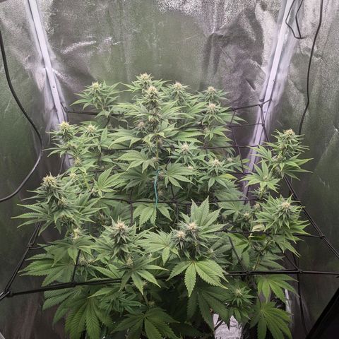 NYC Diesel x Sour Diesel growlog timeline photo