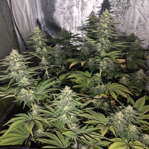 NYC Diesel x Sour Diesel growlog timeline photo