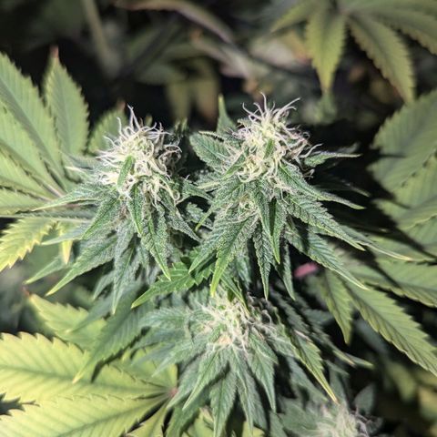 NYC Diesel x Sour Diesel growlog timeline photo