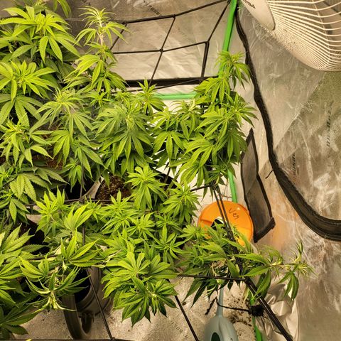 Amnesia Lemon Kush growlog timeline photo