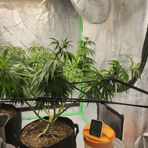 Amnesia Lemon Kush growlog timeline photo