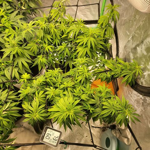 Amnesia Lemon Kush growlog timeline photo