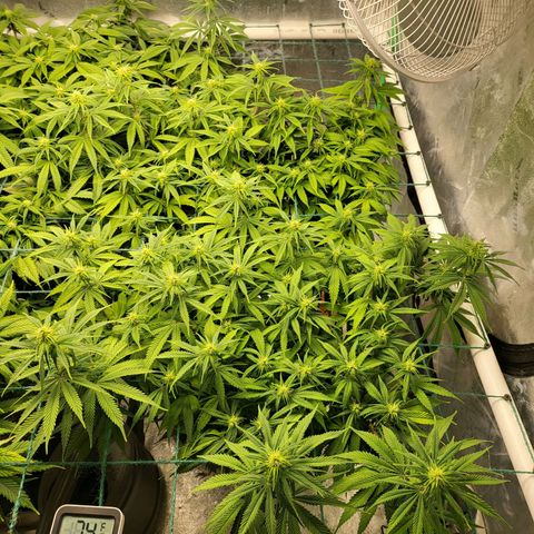 Amnesia Lemon Kush growlog timeline photo