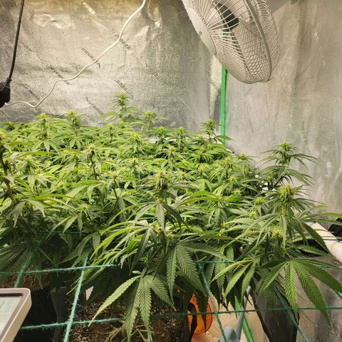 Amnesia Lemon Kush growlog timeline photo