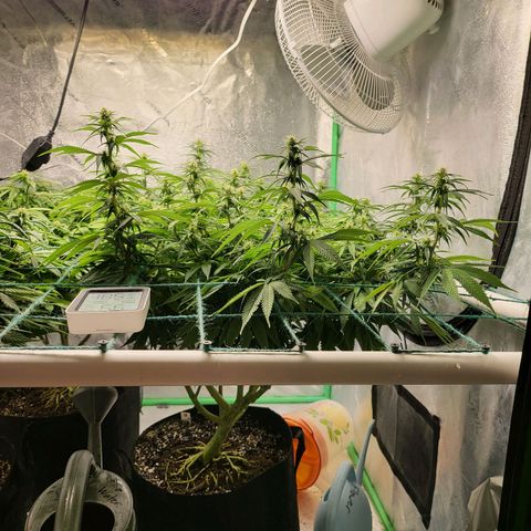 Amnesia Lemon Kush growlog timeline photo