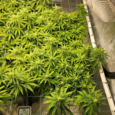Amnesia Lemon Kush growlog timeline photo